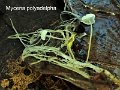 Mycena polyadelpha-amf2248-2